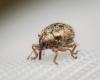 Cionellus gibbifrons